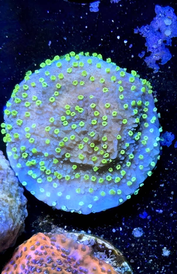 Starry Night Montipora