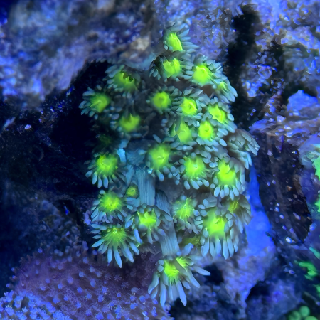 Sunny Side Up Ultra Goniopora