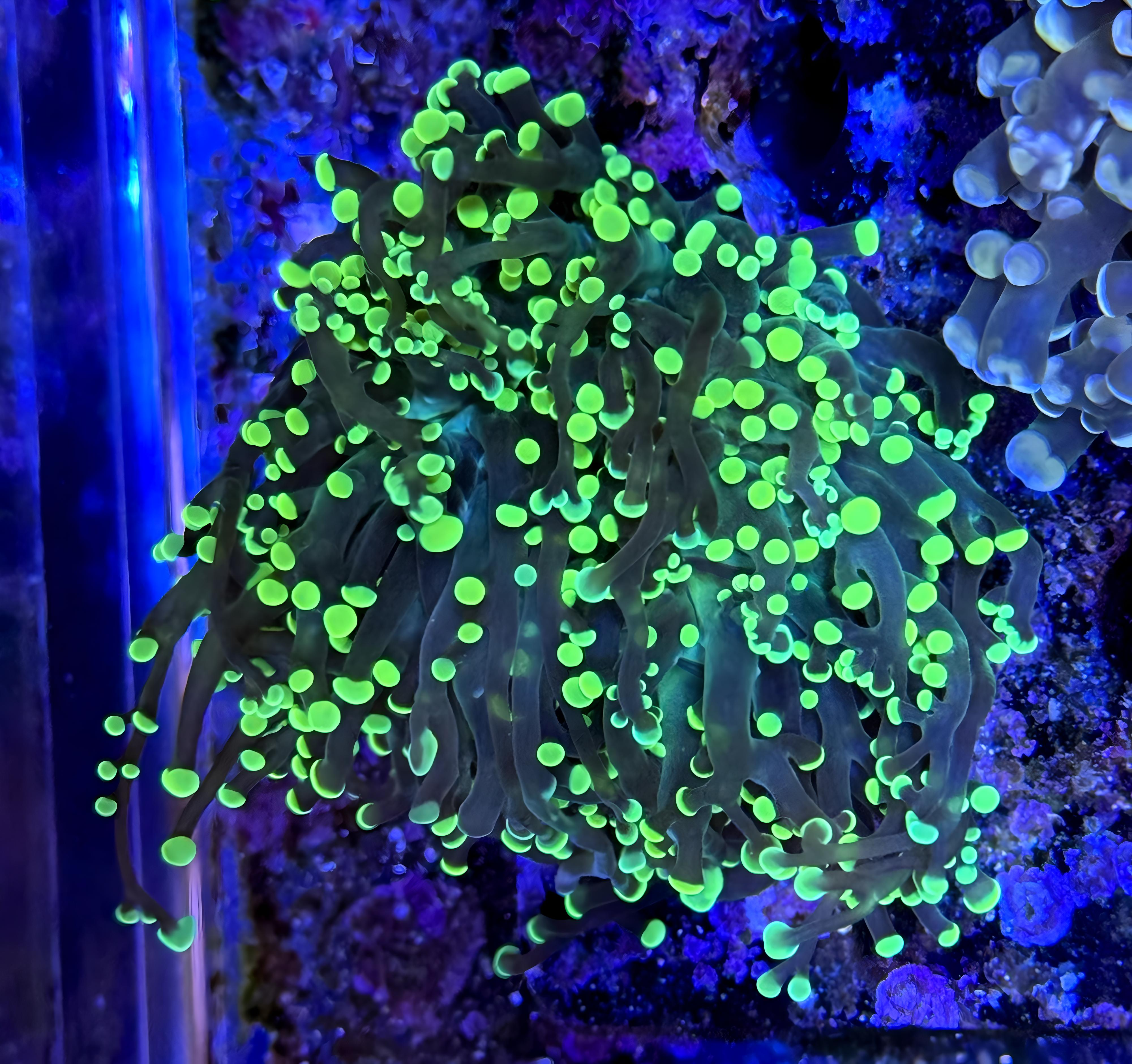 Yellow Jacket Octospawn