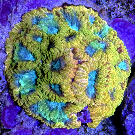 Yellow Submarine Favia