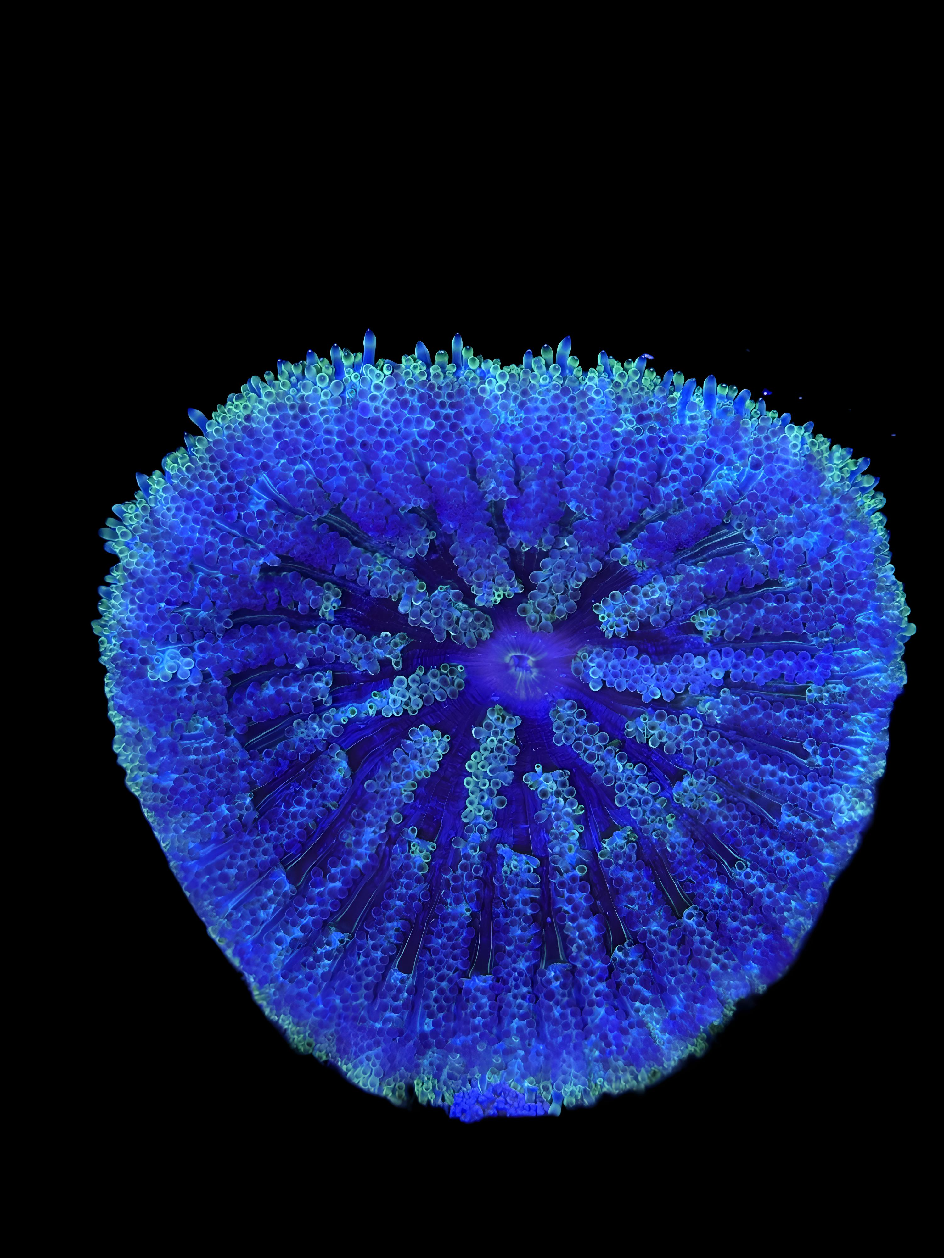 Carpet Anemone