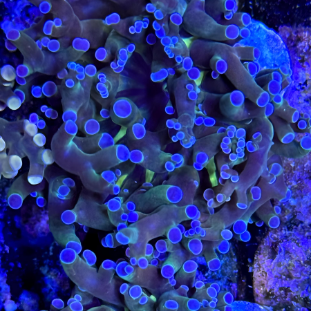 Blue Tipped Green Frogspawn