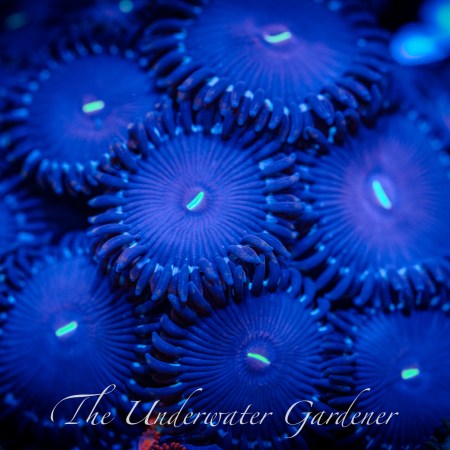 Purple People Eaters