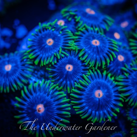 Blue Steel Zoa