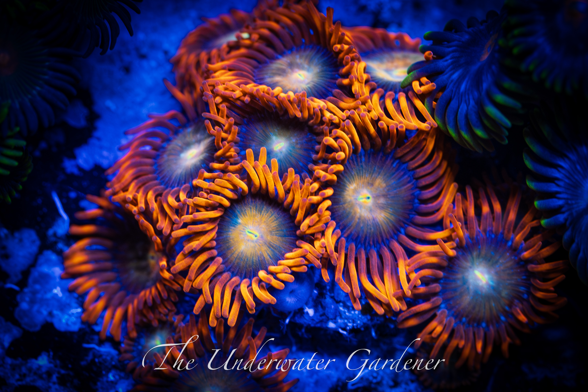 The Lorax – The Underwater Gardener
