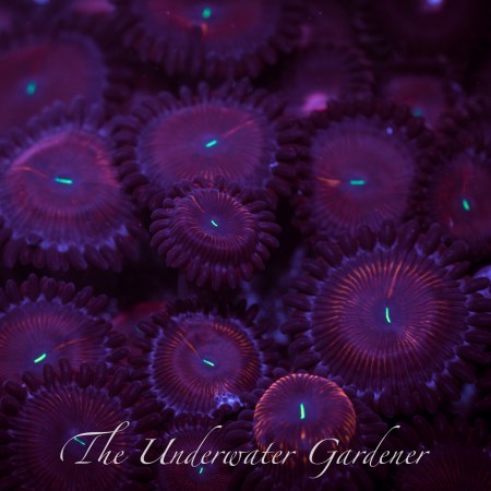 Red People Eater Zoa