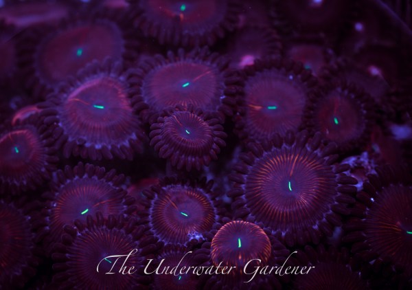 Red People Eater Zoa