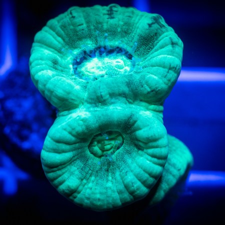 Kryptonite Candy Cane Coral