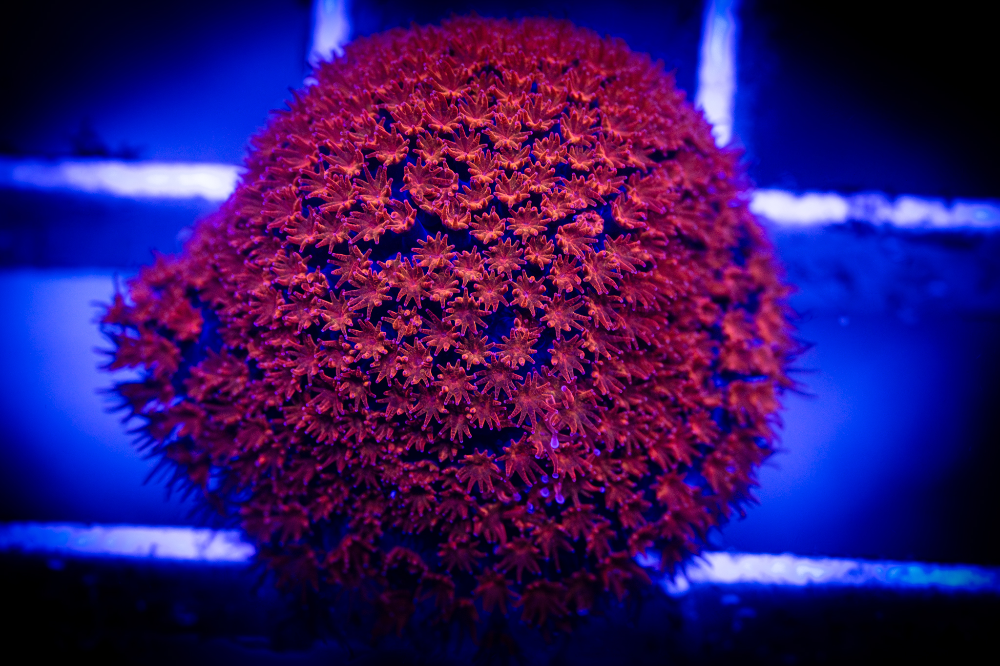 Sunburst Micro Goniopora