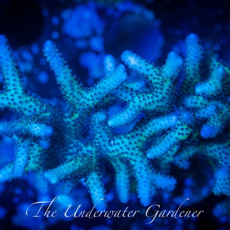 Pink & Green Birds Nest Seriatopora