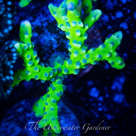 Neon Green Anacropora