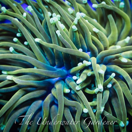 Holy Grail Torch Coral WYSIWYG