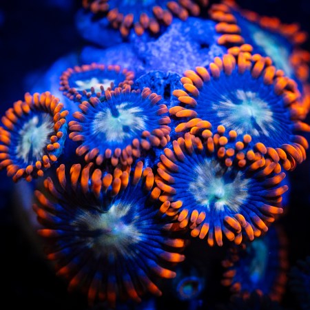 Fire & Ice Zoa