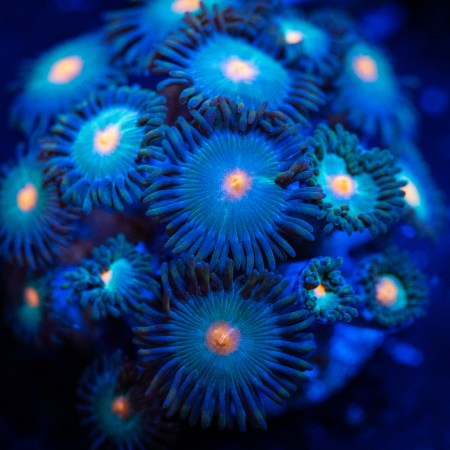 Gorilla Nipple Zoa