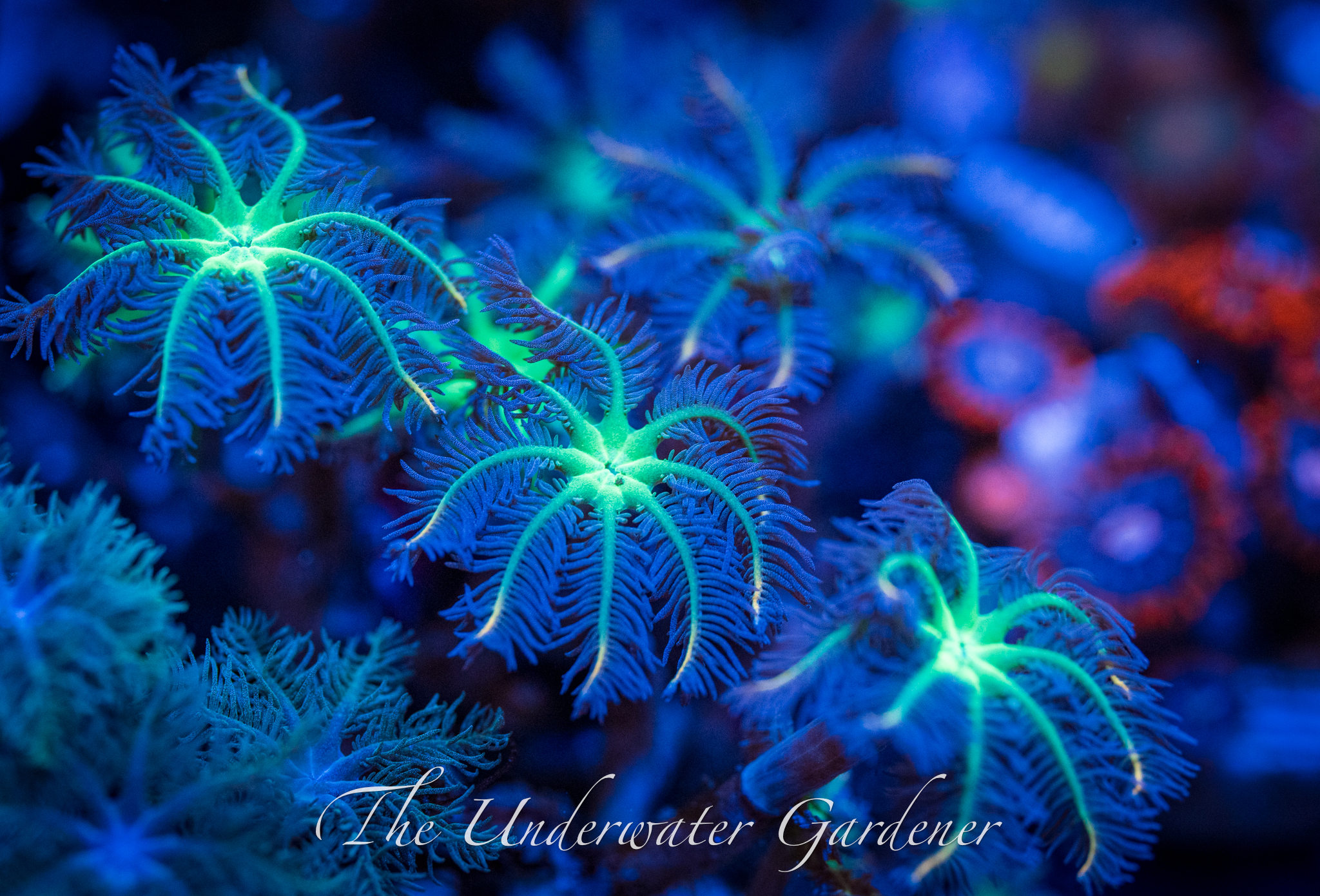 Fireworks Clove Polyps - Image 3