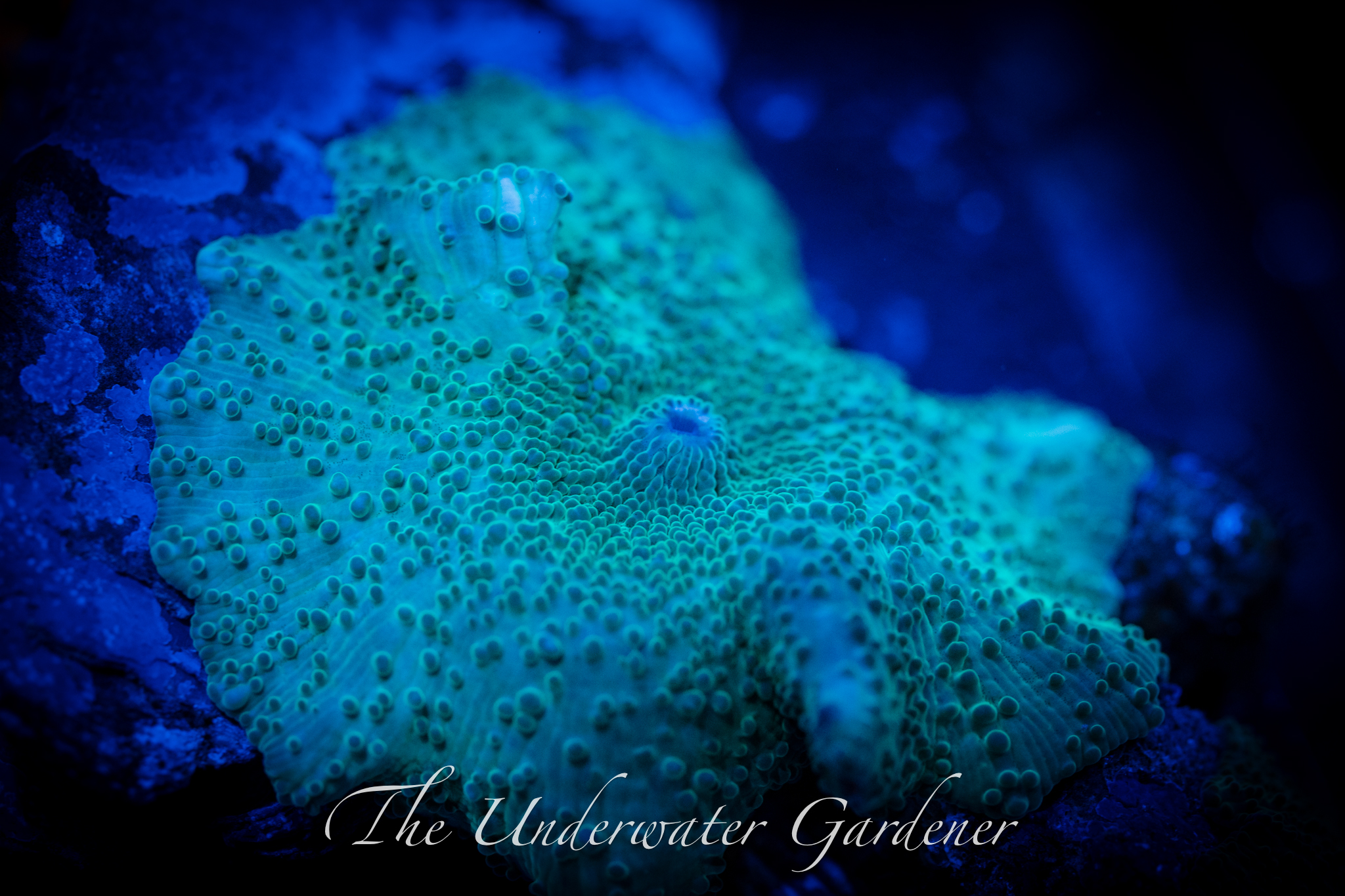 Elephant Ear Mushroom