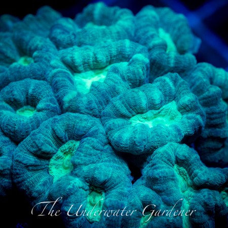 Two Tone Caulastrea Coral