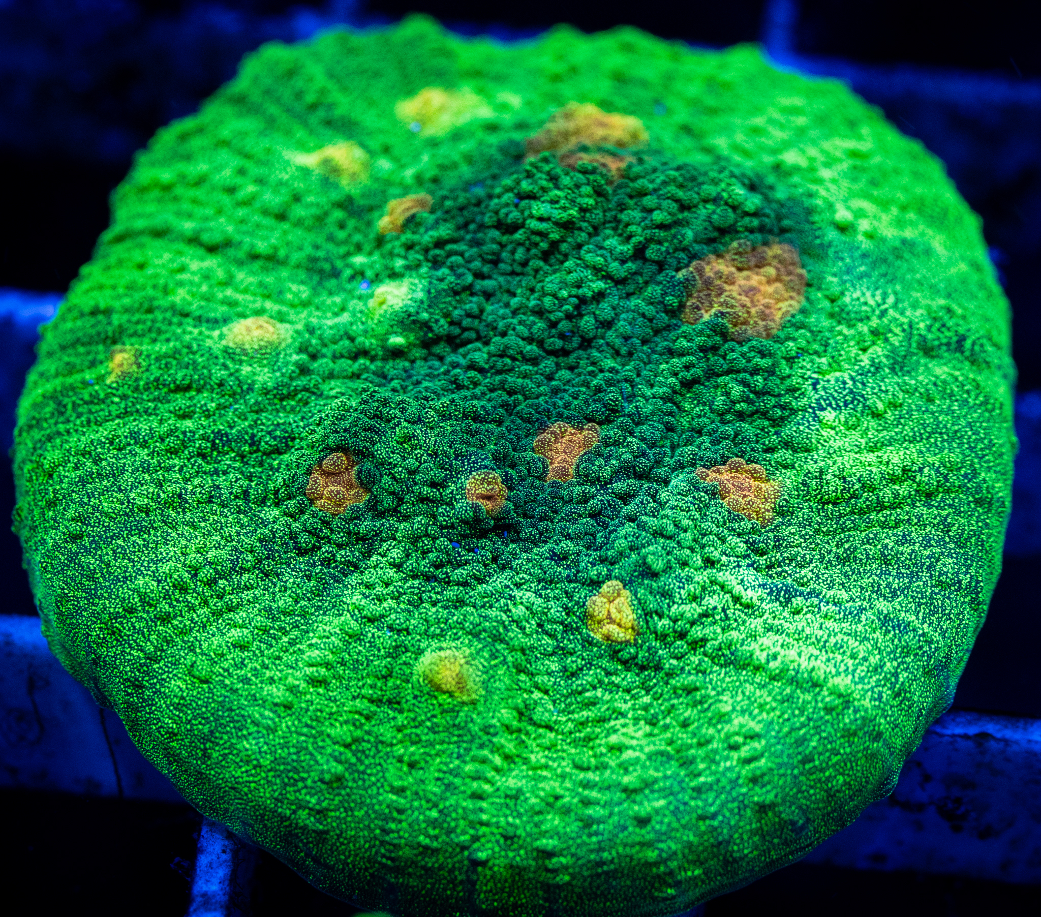 Space Invader Chalice