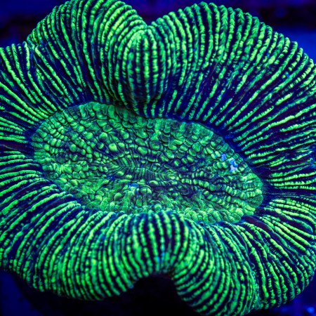 Lemon Lime Trachyphyllia