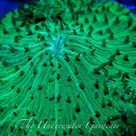 Neon Green Fungia Plate Coral