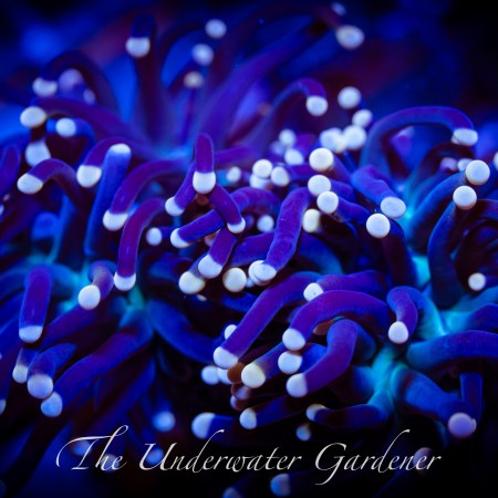 Malaysian Joker Torch Coral