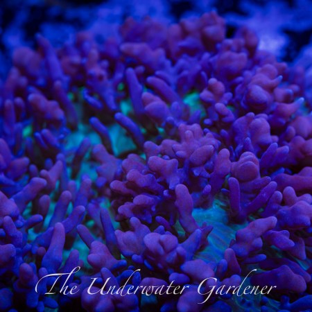 Purple Hairy Rhodactis Mushroom