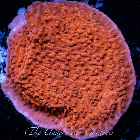 Red Montipora Capricornis