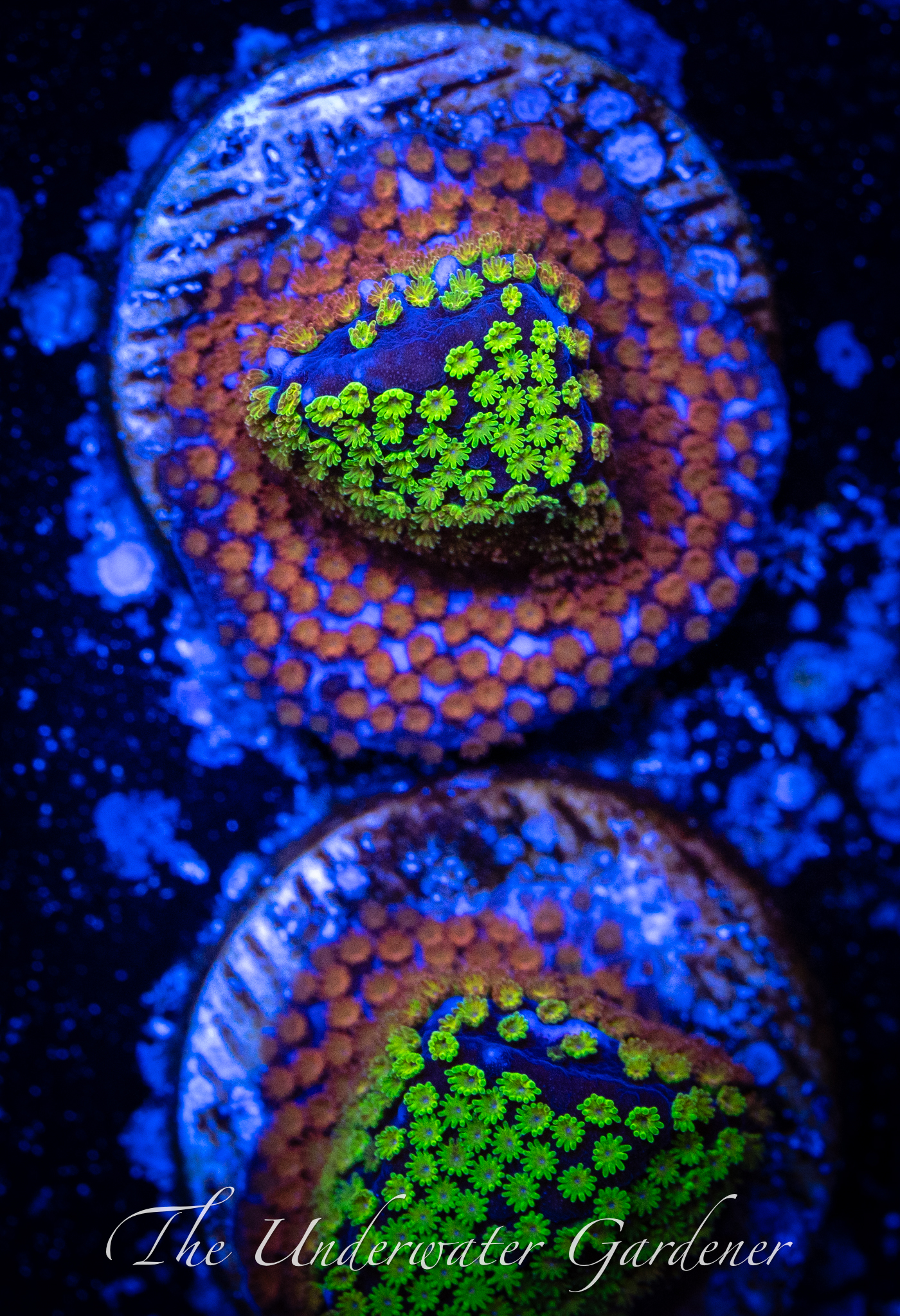 Rainbow Montipora