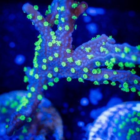 Midnight Dynamite Montipora