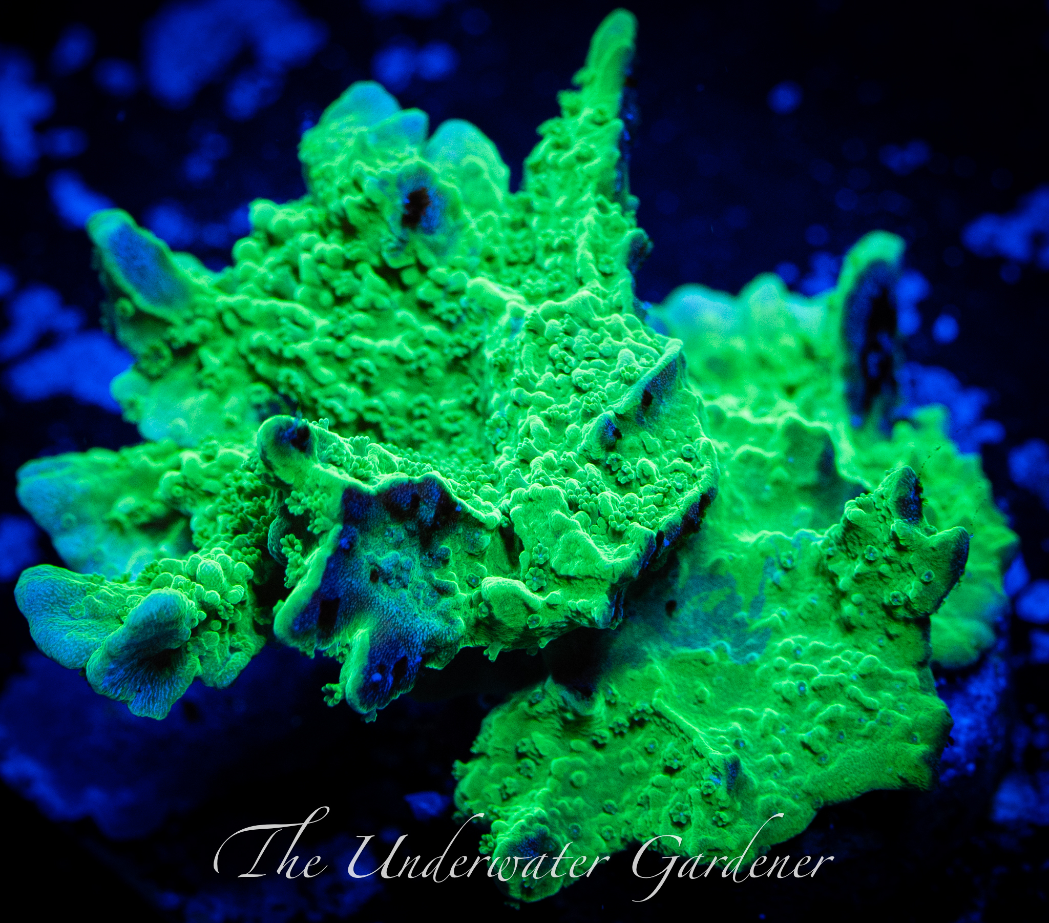 Green Branching Montipora