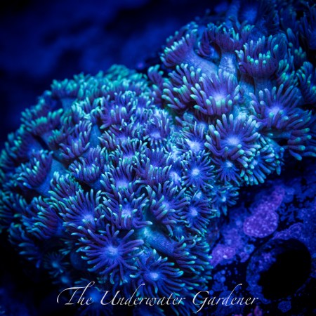 Blue and Green Goniopora