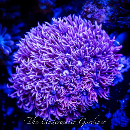 Pink and Blue Goniopora