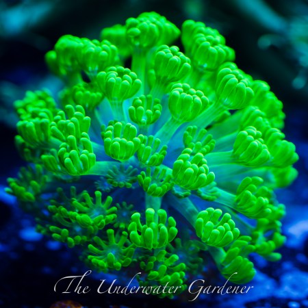 Ultra Neon Green Alveopora