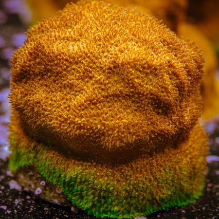 Watermelon Psammocora