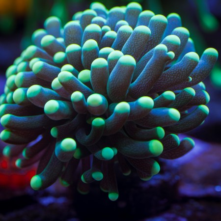 Mellow Yellow Fat Tentacle Torch Coral