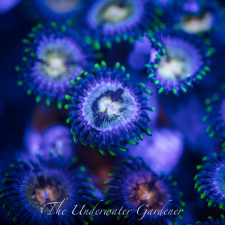 Nebula Zoa