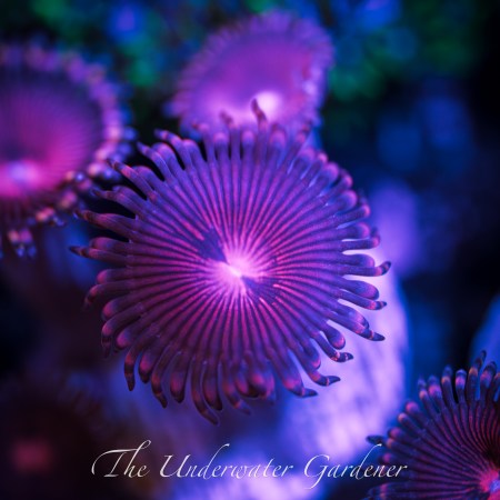 Pink Panther Palythoa