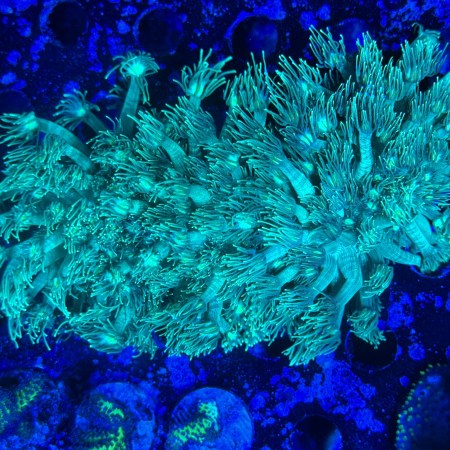 Green Long Tentacle Goniopora