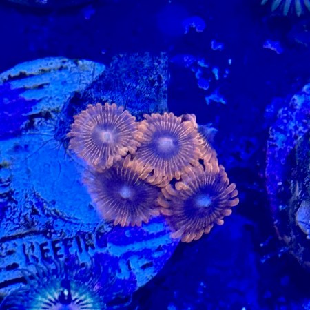 KO Nightmare Zoa