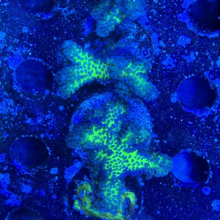 ORA Birds of Paradise