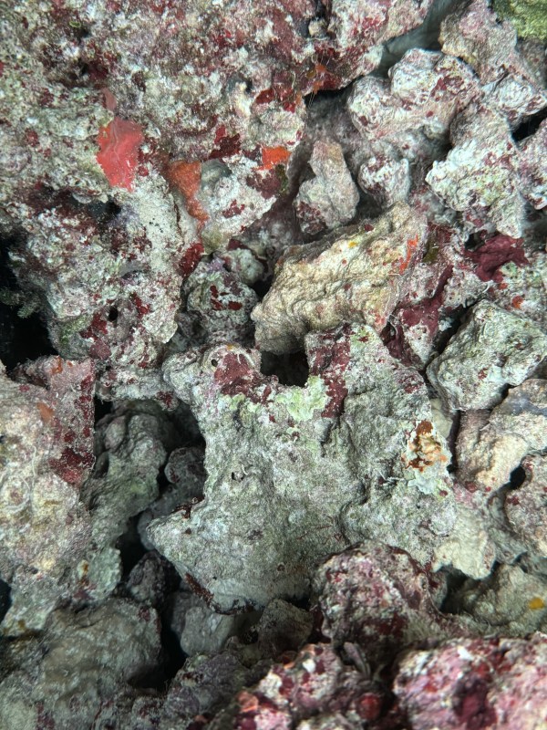 5 lb Premium Live Rock Rubble