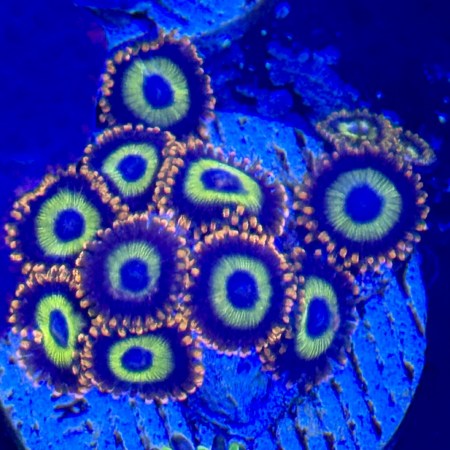 Fruit Loops Zoa