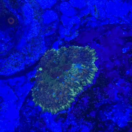 Green Carpet Rhodactis