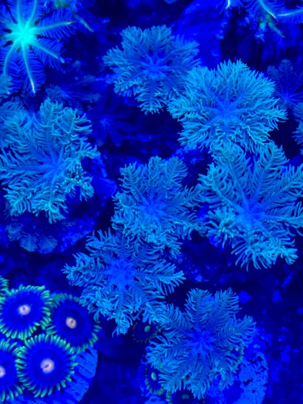 Green Forest Clove Polyps