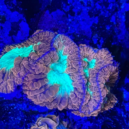 Orange and Green Blasto