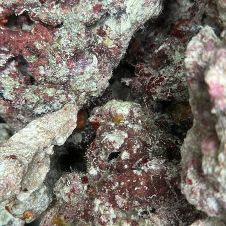 10lb Premium Live Rock