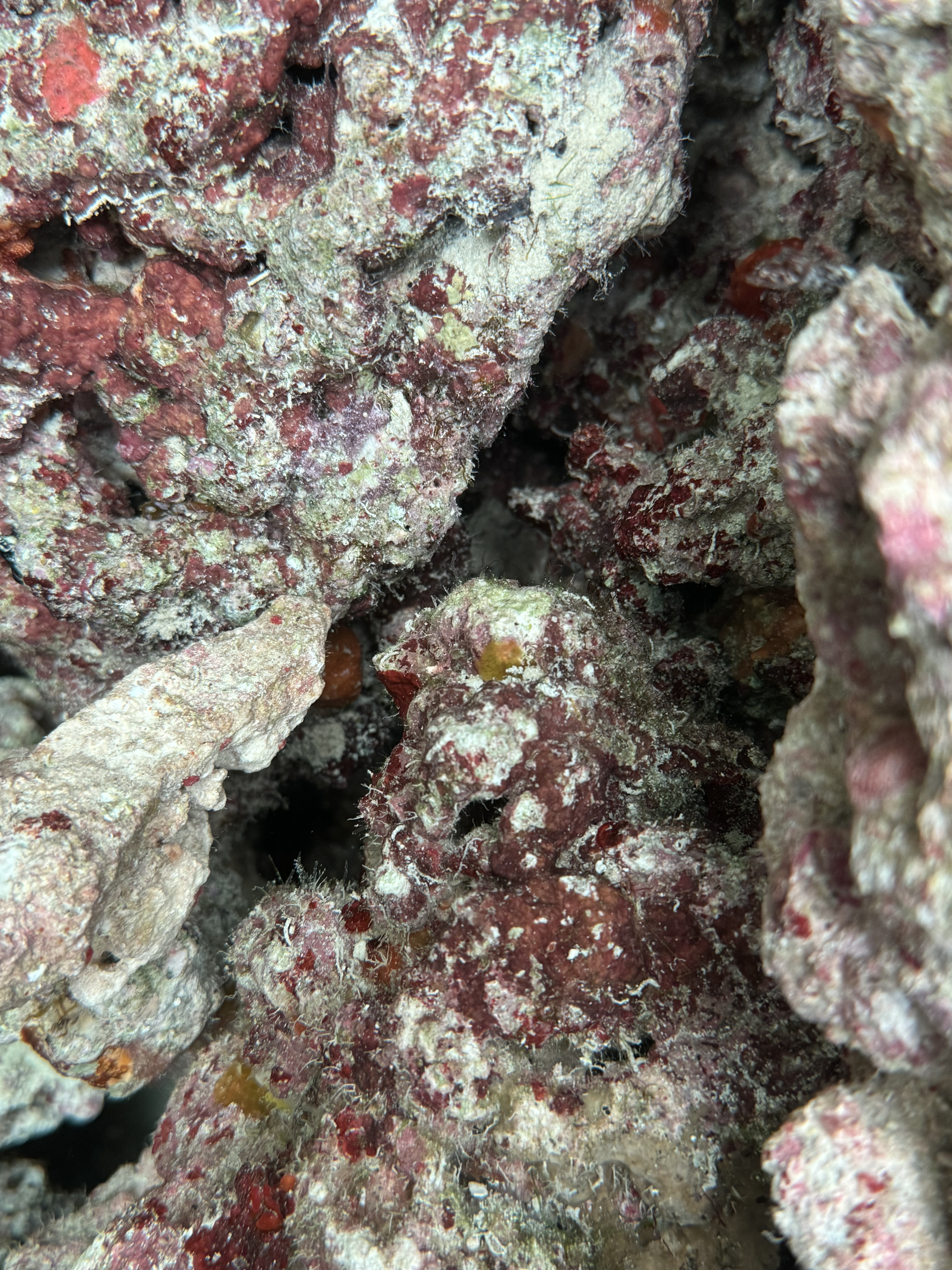 10lb Premium Live Rock