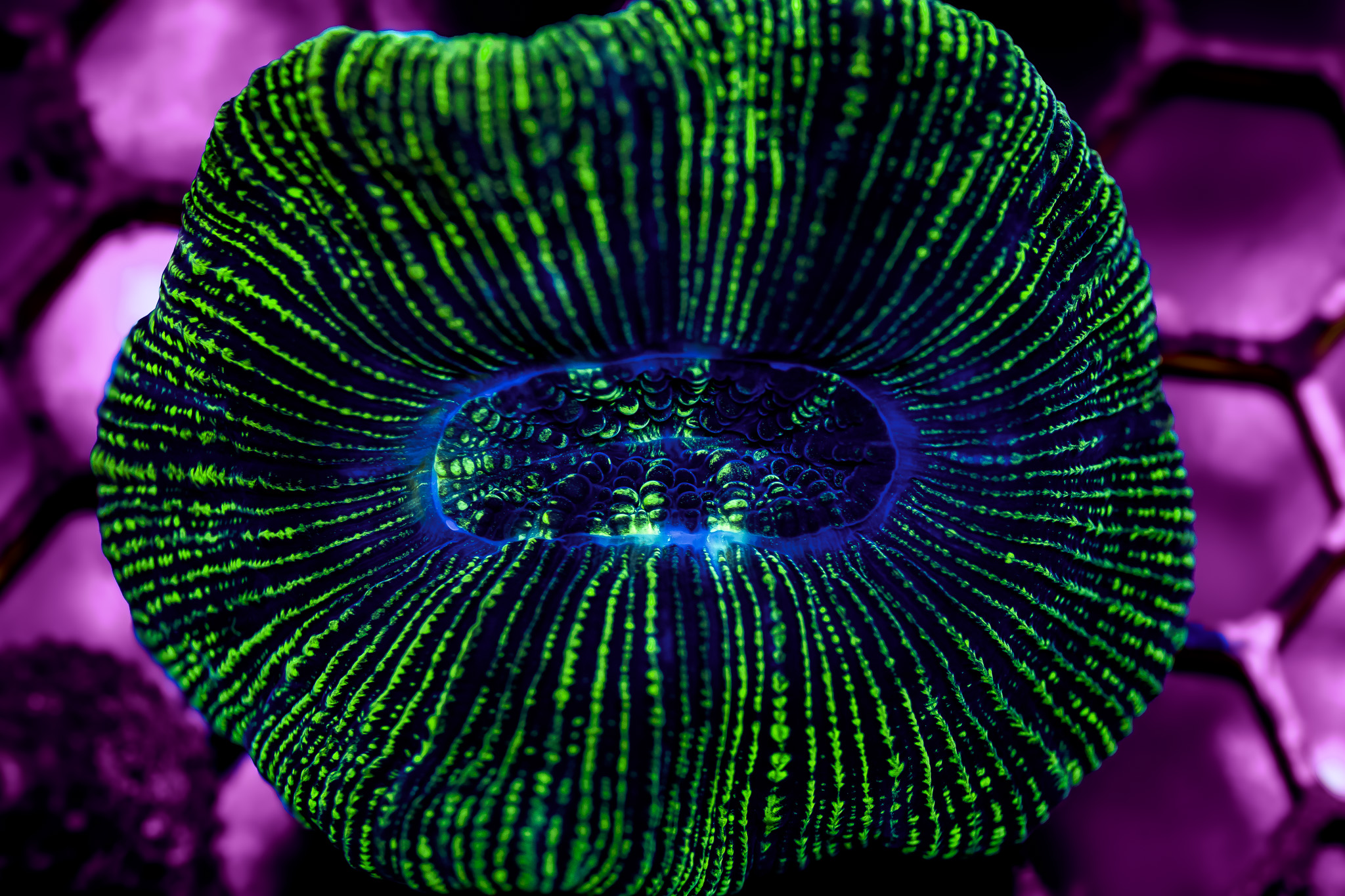 Lemon Lime Trachyphyllia – The Underwater Gardener