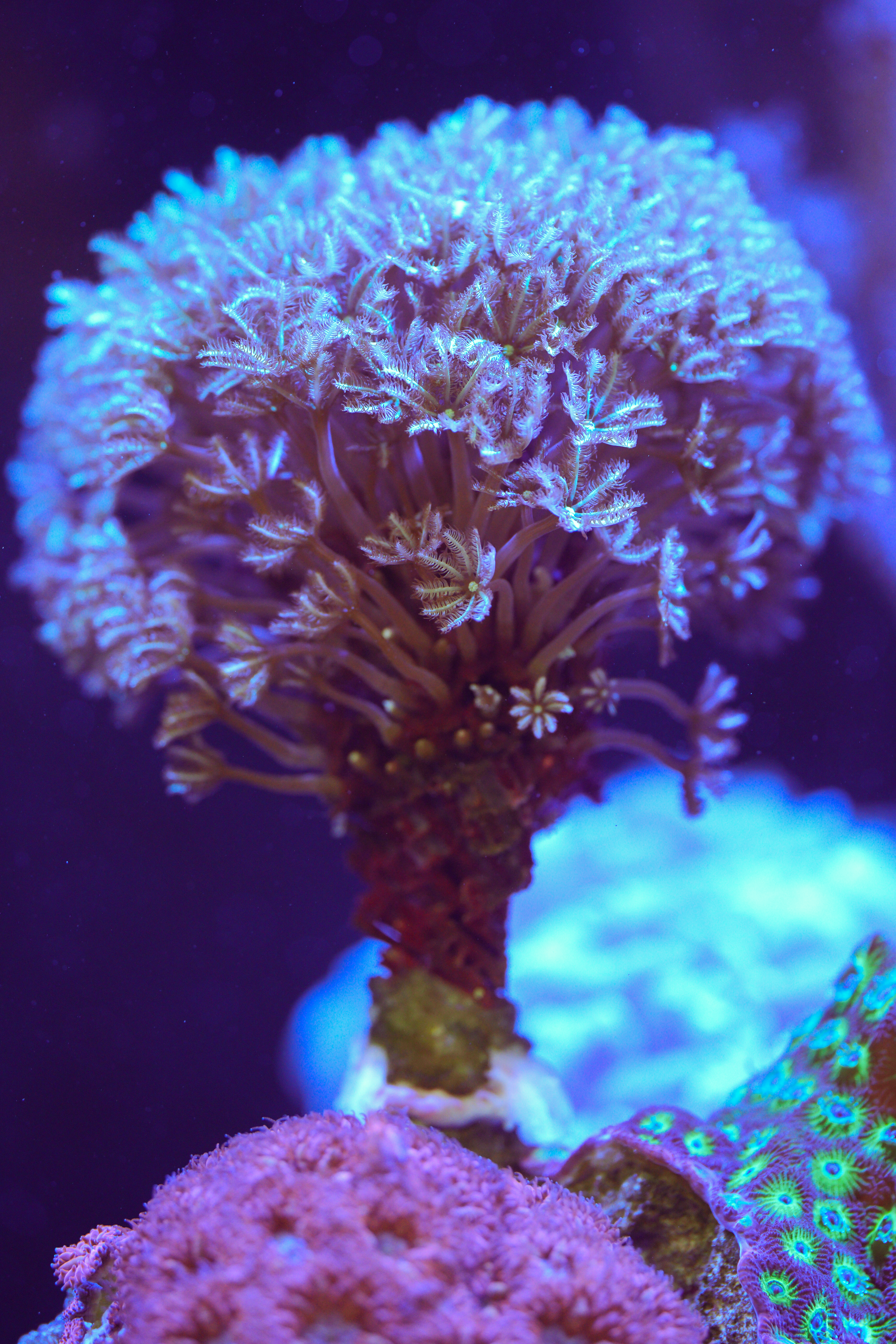Purple & Green Pipe Organ - Image 2
