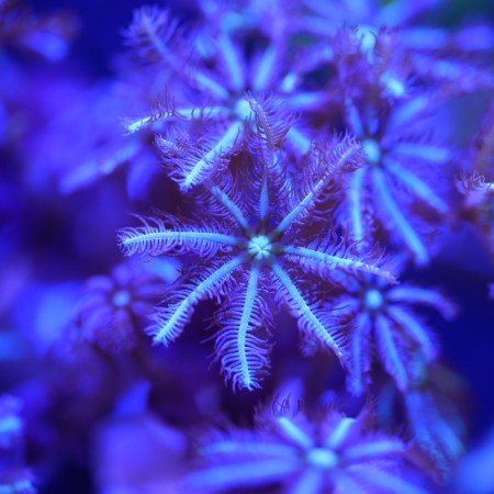 Purple & Green Pipe Organ